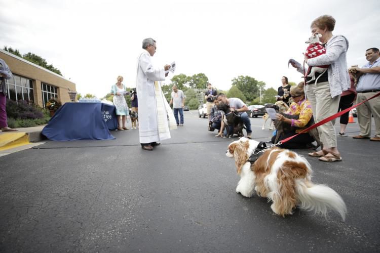 Dogs are blessed for the Feast of Saint Francis of Assisi
